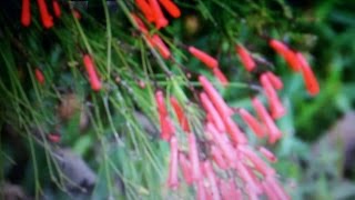 Evergreens Hanging Plant  Firecracker  Russelia equisetiformis [upl. by Nedle]