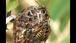 Groefkopveldwesp Polistes nimpha nest [upl. by Thais]