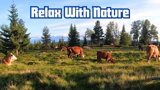 Relaxing Cow Video  Cows Grazing On Summer Pasture  Cowbell ASMR [upl. by Gaye]