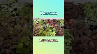 Фиттония Fittonia чайнаяроза tearose plants flowers комнатныерастения [upl. by Harper]