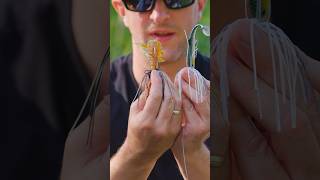 Angeln mit Bladed Jig im Schilf Beachte diesen Trick westinfishing [upl. by Nareht]