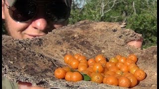 Identifying and Foraging Edible Berries  Desert Hackberry [upl. by Stoddart624]