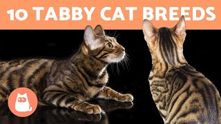 10 TABBY CAT BREEDS 🐯 Cats with Striped Coats [upl. by Acnoib673]