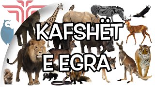 Kafshët e egra [upl. by Kurzawa]