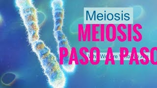 meiosis paso a paso [upl. by Rafaj]