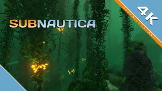 Subnautica quotKelp Forestquot ⁣⁣⁣ 4K [upl. by Sidnac857]