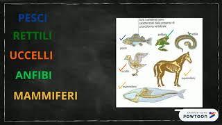 GLI ANIMALI VERTEBRATI E INVERTEBRATI [upl. by Hildegarde]