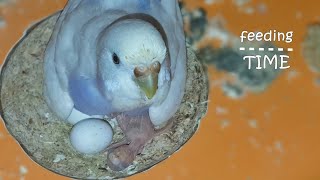 How budgies feed their babies  hatching time [upl. by Branca]