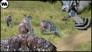 This Is How Two Harpy Eagles Nearly Destroyed an Entire Monkey Island [upl. by Imhsar]