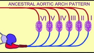 CVA 2 AORTIC ARCHES AND THE GILLS [upl. by Arica]