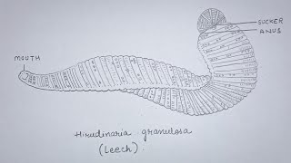 How to draw Leech Hirudinaria granulosa diagram  Class 11 Biology  Ankita Mishra [upl. by Florie]