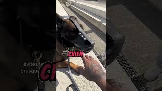 Il frappe mon chien car je retire la muselière… miseenscene dogshorts k9 malinois dogpolice [upl. by Gayl]