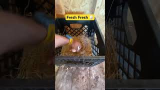 Freshness guaranteed eggs farming chicken fresh [upl. by Wunder297]