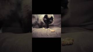 Hairballs in cats Hairballs in cats stomach youtubeshorts hairball catcare persiancat [upl. by Dekeles]