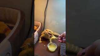 Anax the bearded dragon tried pineapple [upl. by Stine]