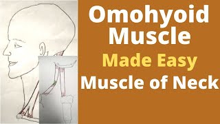 Omohyoid muscle  Infrahyoid muscle  omohyoid muscle origin insertion action  Ansa cervicalis [upl. by Alegnave]