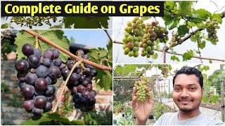 How to Grow Grape Vine in Container  Grow Grapes at Home [upl. by Janot829]