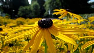 Ruige rudbeckia Rudbeckia hirta  20120809 [upl. by Yenruogis]