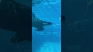 Killer whale close up tour with Ulises Underground viewing at SeaWorld San Diego seaworld orca [upl. by Coleen128]