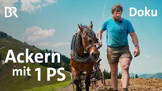 Bäne  Ackern mit Pferd  Ein Jahr mit Bäne  Doku 26  Alpe  Bergmenschen  BR  Landwirtschaft [upl. by Farwell]