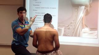 Levator Scapulae Palpation Manual Therapy and Stretch [upl. by Norag]