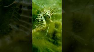 Bigbelly seahorse hiding in the seagrass freediving sealife seahorse hippocampus [upl. by Mide399]