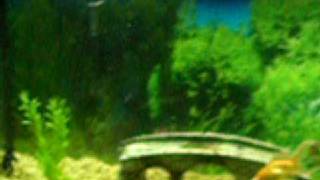 Awesome Fish Tank Background Gel  SeaView Gel 46 gallon [upl. by Nirual]