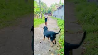 අම්මෝ වැනිල්ල එයාගේ 😍 sadakwela rotwillerfunny dogs cuteanimals pets [upl. by Thomasa380]