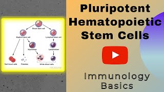 Pluripotent hematopoietic stem cells  Stem Cells  Genesis Academy [upl. by Wain968]