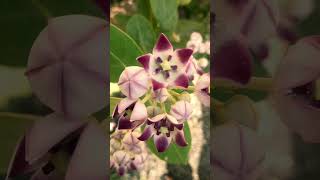 Most Poisonous Plant  Calotropis [upl. by Azrim]