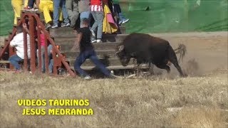 Valfermoso de TajuñaToro Revolao 2017 [upl. by Adanama]