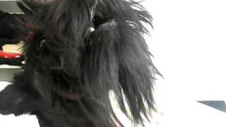 Basil The Scottish Terrier Dog howling talking and saying hello [upl. by Lennox]