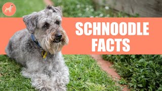 Schnoodle Dog Breed 10 Amazing Facts You Must Know [upl. by Demahum91]