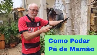 Tudo sobre PODAS  Uma aula completa de podas com Murilo Soares paisagismo [upl. by Arney593]