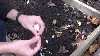 How to Grow Garlic In Spring or Fall  Complete Growing Guide MIgardener [upl. by Zeeba]