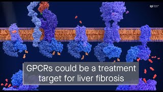 GPCR proteins regulate the fibrosis promoting protein IRF3 in liver cells [upl. by Ellehsal]