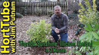 All About Florida Sunshine Illicium Anise In 2 Minutes [upl. by Asselem]