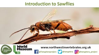 Introduction to UK Sawflies [upl. by Novyaj]