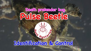 Pulse beetle Identification amp Control [upl. by Yesnyl]