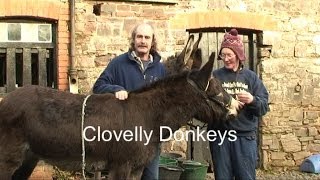 Clovelly Donkeys  North Devon [upl. by Mines]