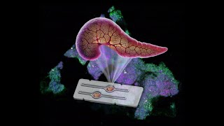 HIRN Webinar Microfluidic Models for T1D on a Chip [upl. by Rothmuller]