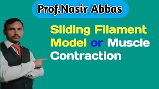 Sliding Filament  Model or Muscle  Contraction  ChSupport  and Movement 2nd year Biology [upl. by Aicala]