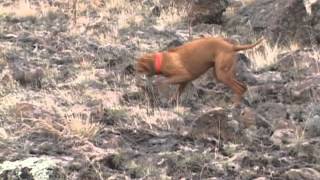 Boise County Chukar Hunt Flush Shot Retrieve [upl. by Asyram951]