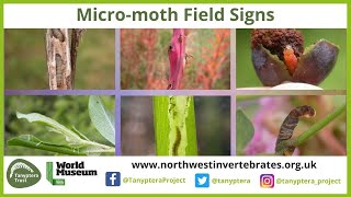 UK Micromoth Field Signs [upl. by Orelee]