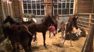 A visit to Last Chance Corral foal rescue [upl. by Adahsar]