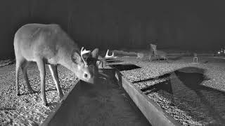 Deer fight beginning from Trough cam 182022 [upl. by Adnav]