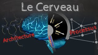 Le Cerveau comment ça marche   architecture et processus   Passescience 30 [upl. by Hertzfeld329]