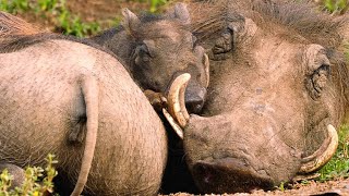 The Smart Way Warthogs Keep Insects at Bay [upl. by Onahpets]