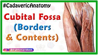 Cubital Fossa Cadaveric Anatomy USMLE step 1  Boundaries and Contents [upl. by Nylirek]