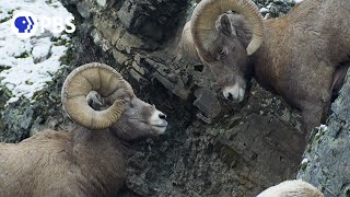 Wildlife Photography  Bighorn Sheep  HEAD BUTTING  Jackson Hole  Grand Teton NationalPark [upl. by Rogovy]